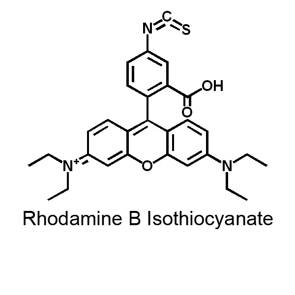 罗丹明 B 异硫氰酸酯
